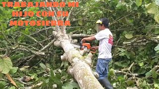 STHIL MS 250 *Cortando Arbol*