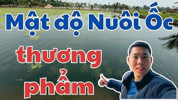 Chia sẻ Bí quyết Mật Độ Nuôi Ốc Nhồi Thương Phẩm để đạt năng suất cao