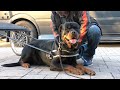 Rottweiler takes owner for a ride! (Dog Carting)