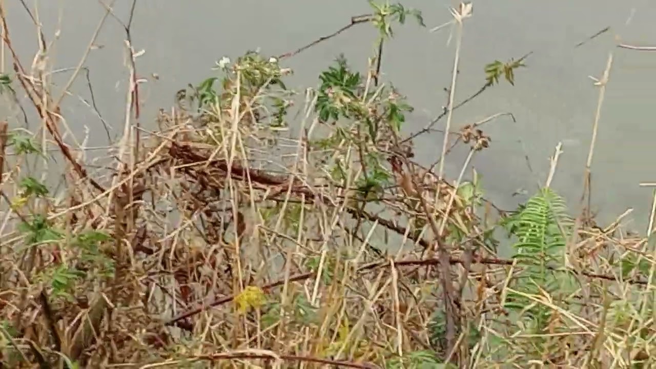 Silvermere Lake Salmon, trout and bass swimming by the Shore.