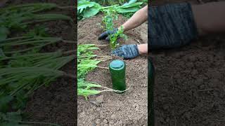 This Method Increases Sprouting Rate by 200%! Tested & Proven