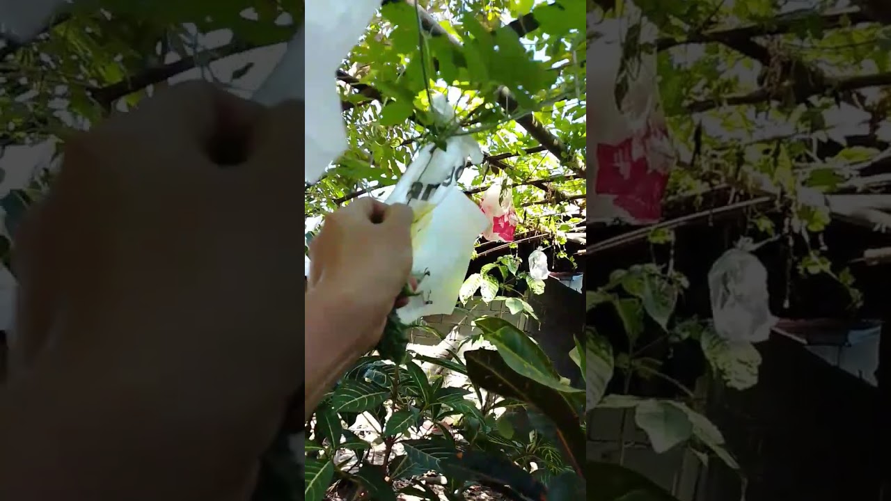 Fresh Vegetables from my backyard 