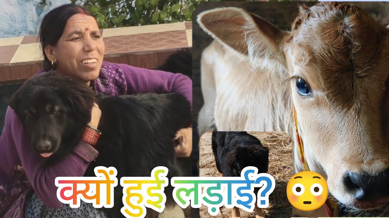 हंसी-मज़ाक से भरा दिन फिर हुई कालू-श्यामा की खतरनाक लड़ाई! 😳😌😁#dalyfamilyvlov #youtubeviralvideo 