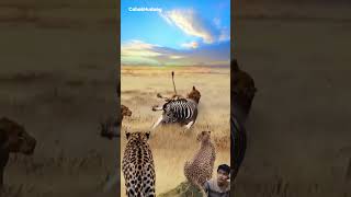 Lion Attacks Zebra… But This Zebra Fights Back ‼️Cheetah Watching #shorts #animals