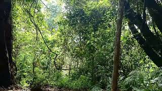 Download Lagu natural puncak sagara. MP3