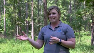 Part 2  Prescribed Fire and Timber Thinning