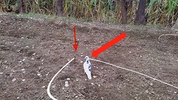 Creative Ideas: Easy bird trap  That works 100% | Player of trap