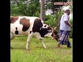 25 லிட்டர் பால் மாடு விற்பனை @Lakshmi-dairy-Farms #shortvideo #share #good #farming #milk