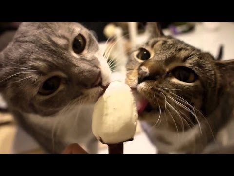 Cat brain freeze compilation report