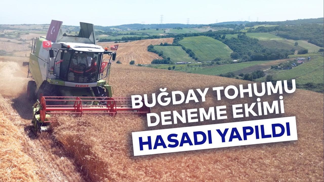BUĞDAY TOHUMU DENEME EKİMİ HASADI YAPILDI