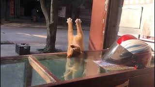 😂 FUNNIEST CAT VIDEOS OF November 2023