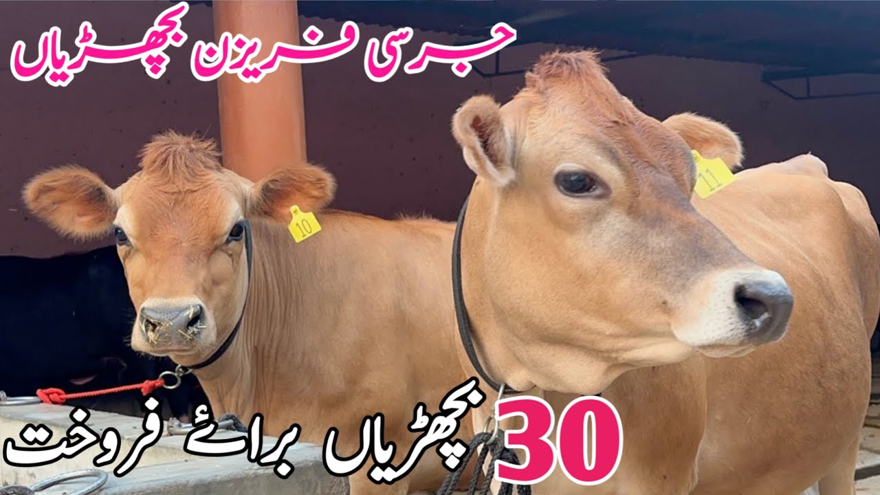 Jersey Heifers For sale in Ch Bachri Farm | Sargodha Top Class Heifers Selle Point 6 September 2025