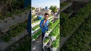 PVC Pipe Farming Ka गज़ब जुगाड़ 😍 | घर की छत पर उगाई Fresh धनिया 🌿 #DesiJugaad