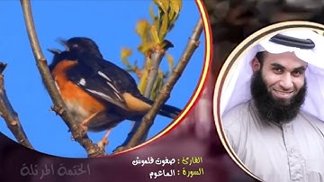 سورة الماعون | الختمة المرتلة | القارئ صفوت قلموش .HD