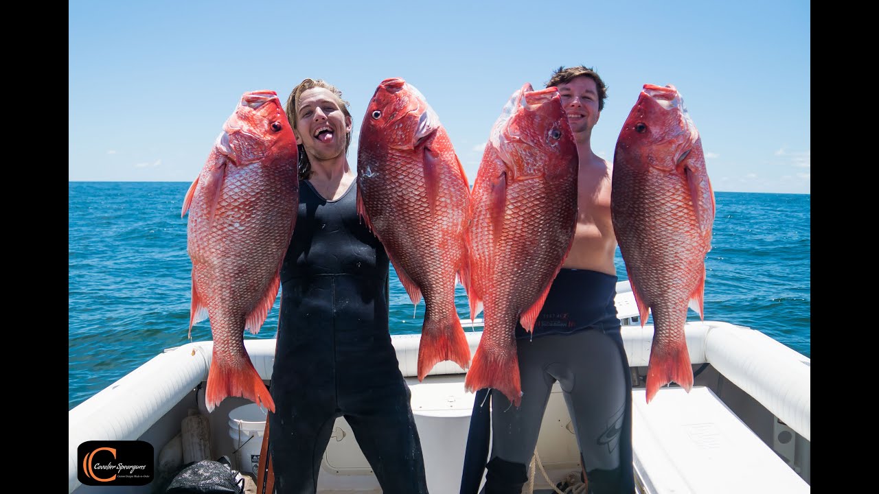 Spearfishing the Gulf - Cavalier Spearguns