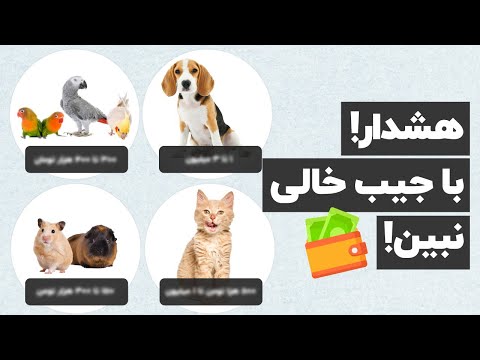 داشتن پت چقدر هزینه💰 داره؟ یه راهنمای جامع و کامل💵