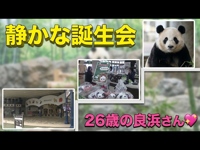 Crowds sweep in to catch sight of new giant panda cub at Wakayama