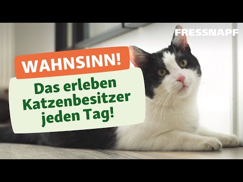 Video: 7 Kommentare, die Katzenbesitzer zusammenzucken lassen