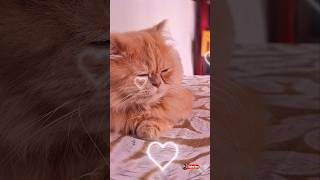 Persian Cat Beauty Routine is Insane #grooming #pets #satisfying