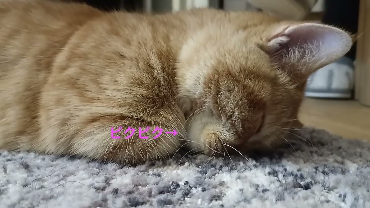 熟睡からのニャンモナイト 