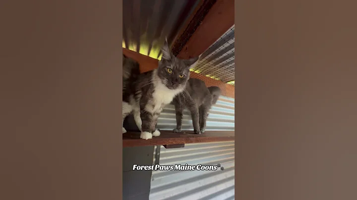 Video 10538641: mainecoon kitten catlover cats, mainecoon kitten catlover cute, mainecoon cat kitten funny, girl mainecoon, fun mainecoon