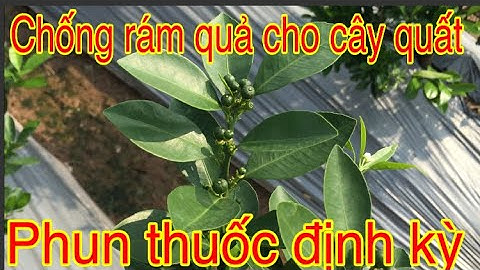 Cách chống rám quả cho cây quất.quy trình phun thuốc định kỳ cho cây quất tết