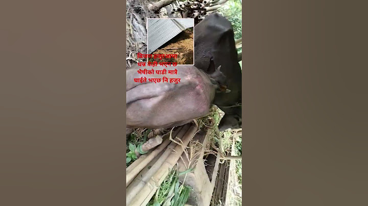 बिजरा आमा धन्न केही भएन छ आमालाई चै भैषीको पाडीमात्र घाईते भएछ नि हजुर #americanfootball #lifeisbut#