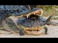 Alligator Attempting To Eat A Turtle