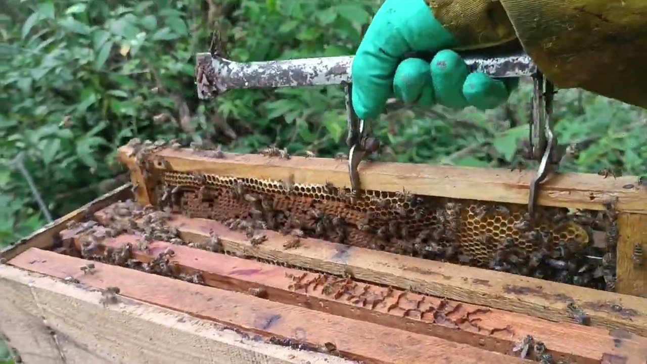 4 alimentação da caixa sem pintar 🐝🍯🙏