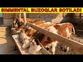 TOZZA SIMMENTAL BUZOQLAR SOTILADI. 3/5 oyliklar