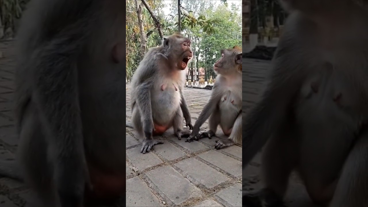 angry monkey 