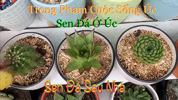 Sen đá/succulents/sen đá sau nhà/sen đá ở úc/trongpham cuộc sống úc