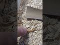 Mealworm Growth #howtofeedyourdragon #mealwormfarming #howtofeedyourgecko #beetles #insects