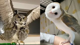 OWL BIRDS🦉- Funny Owls And Cute Owls Videos Compilation (2021) #012 - Funny Pets Life by CLONDHO TV 8,683 views 2 years ago 11 minutes, 7 seconds