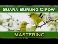 Masteran Burung Cipow Sirtu Gacor Bagus Untuk Pancingan Mp3 - Mp4 Download