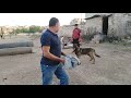 خالد k-9 طريقة تدريب كلب مبتدئ على شراسة مع كوتش فواز من سوريا dogs training.