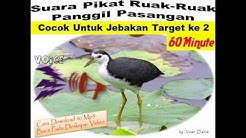 Suara Pikat Ruak Ruak Panggil Pasangan - Cocok untuk jebakan target ke 2  - Durasi: 1:00:01. 