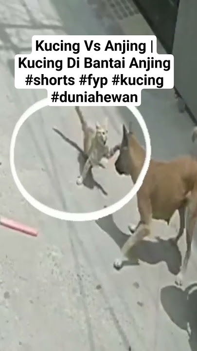 Kucing Vs Anjing | Kucing Di Bantai Anjing #shorts #fyp #kucing #duniahewan