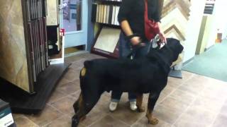 Big dog 'Blondie' the 195 lb Rottweiler