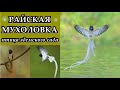 РАЙСКАЯ МУХОЛОВКА - Птица Эдемского сада