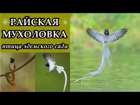 Видео: Мухоловка - миниатюрна и красива птица