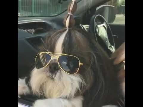 shih tzu with sunglasses