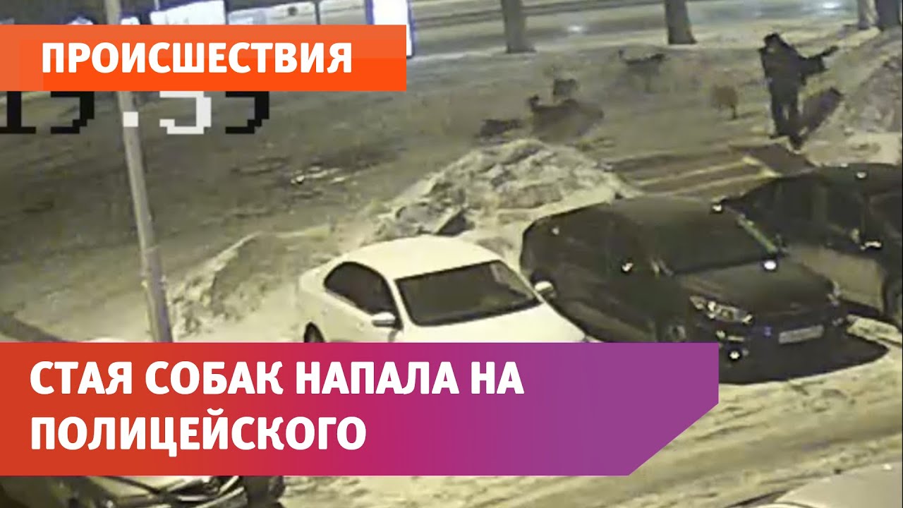 На полицейского напала стая собак