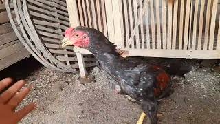 anakan ayam koyngon usia 4 bulan