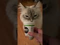 Siberian cat eats yogurt