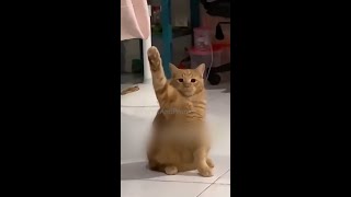 Epic Cat Reactions 😆 & Funniest Pet Moments Ever! 🐾 - Purrs And Pranks Best Moments #4
