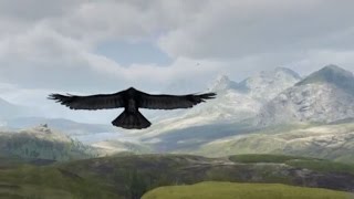 UE4 Bird Test