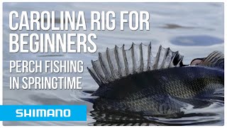 How to fish finesse for perch in springtime | Carolina Rig for beginners