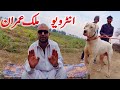 Amazing pakistani mastiff dog family by bully kutta channel nafa tv