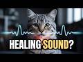 Scientists Still Can’t Explain This Strange Healing Sound Cats Make… 😳